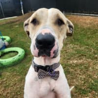 Photo of Bella (Shela)