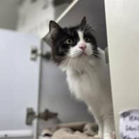 Photo of Oreo