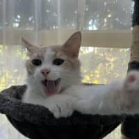 Photo of Cooper