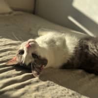 Photo of Quince