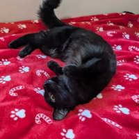 Photo of Biscuit 