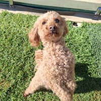 Photo of Buddy