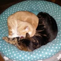Photo of Rosalee & Sherlock   Assisted Rehome