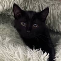 Photo of Percy