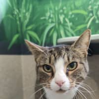 Photo of Mantis Toboggan M.D