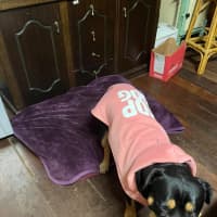 Photo of Marshmallow