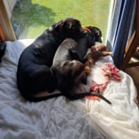 Photo of Dallas & Dexter   7 Year Old Dachshund X