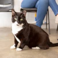 Photo of Kitty (Hussler)