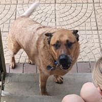 Photo of Rus   5 Year Old Cattle Dog