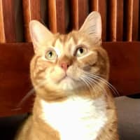 Photo of Leyton & Dakota 🐈‍⬛🌺