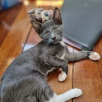 Photo of Beskar