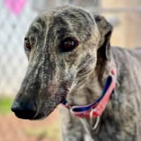 Photo of Merrill The Greyhound