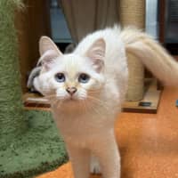 Photo of Boo