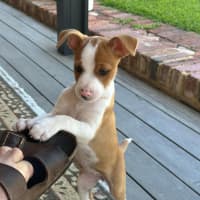 Photo of Penny