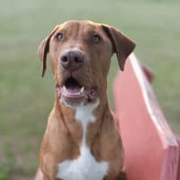 Photo of Stimpy