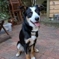 Photo of Angus