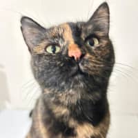 Photo of Tortie