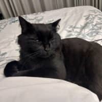 Photo of Leonard The Chatty Gentleman