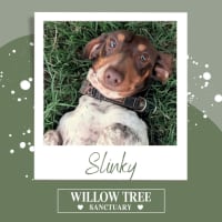 Photo of Slinky