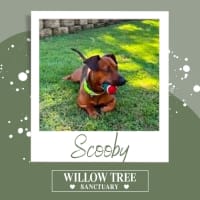 Photo of Scooby