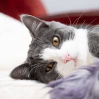 Photo of Pinot