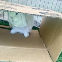 Photo of Christina Agu Hare A