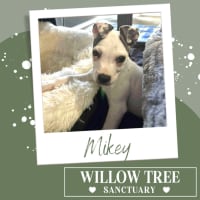 Photo of Mikey
