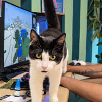 Photo of Pumpkin