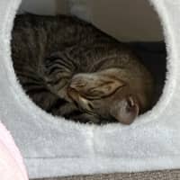 Photo of Misty Tabby