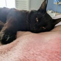 Photo of Ronnie ** Mr Snuggles**