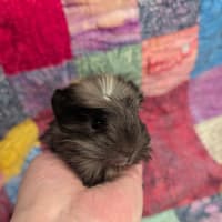 Photo of Comet