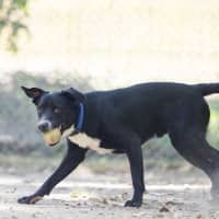 Photo of Bluey 