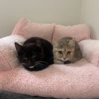 Photo of Astrid & Nova