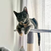 Photo of Moxie