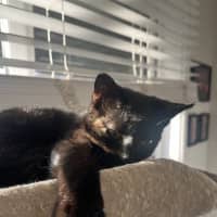 Photo of Piper   Located In Frankston