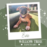 Photo of Evie