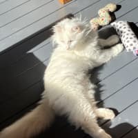 Photo of Old Man Grey *9 Lives Project Rescue*