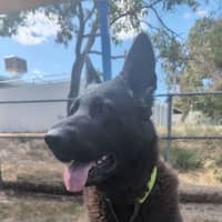 Photo of Ebony