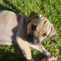 Photo of Admiral Albert