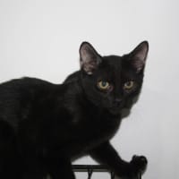 Photo of Elio