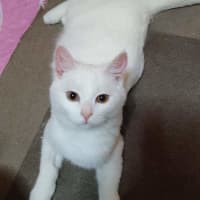 Photo of Ghost