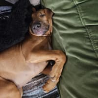 Photo of Jose' (Was Buster)