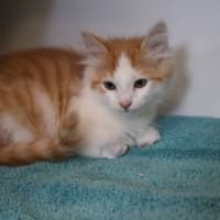 Photo of Puck