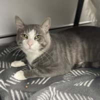 Photo of Miso