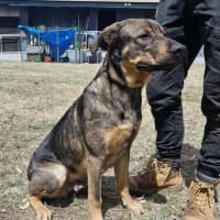 Photo of Buster (Boss)