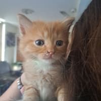Photo of Cheeto (K54)