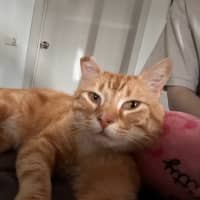 Photo of George *9 Lives Project Rescue*