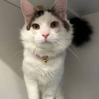 Photo of Pickles
