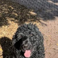 Photo of Scottie