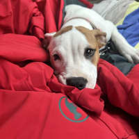 Photo of Nyxie Cup